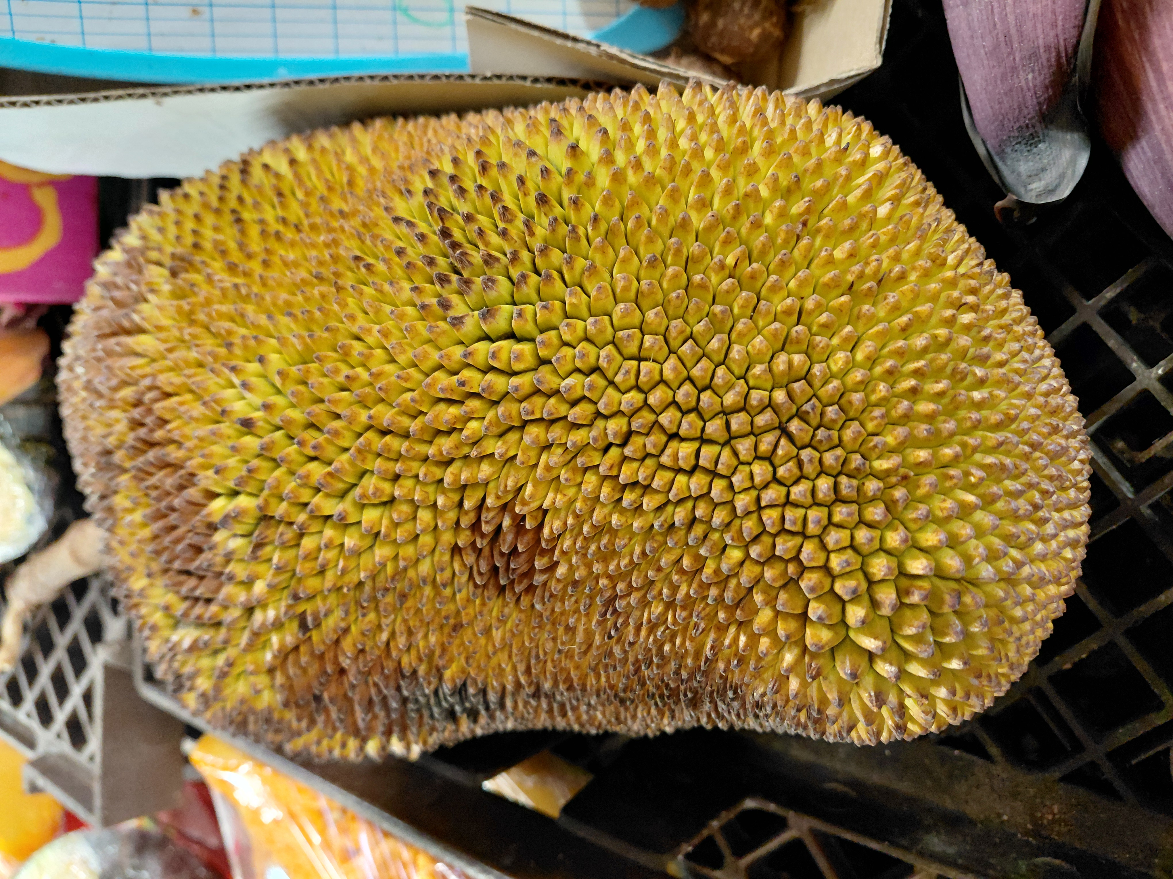 Le fruit du jacquier se cuisine jeune ; mûr, il développe une chair sucrée et parfumée.